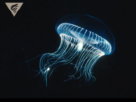  Aequorea! A Bioluminescent Jellyfish That Glows In the Deep 