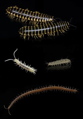  Eumillipes!  An Extraordinary Myriapod With Legs Beyond Imagination