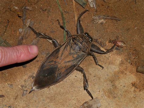  Giant Water Bug มีขาที่แข็งแรงและน้ำลายพิษร้าย!