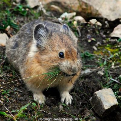  Pika! A Tiny Mountain Climber With Adorable Squeaks and an Unwavering Appetite for Grass