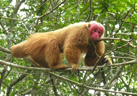  Uakari! หนุมานโลกเก่าผู้เชี่ยวชาญการสื่อสารด้วยสีหน้าที่แสนพิเศษ