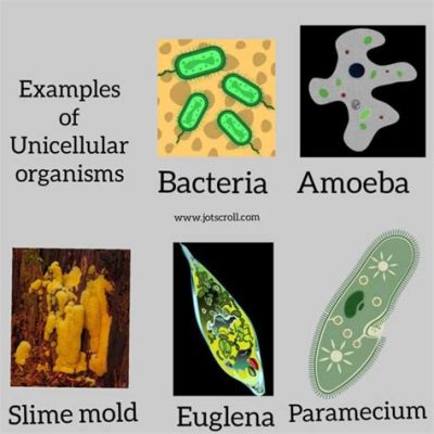  Heteromita!  This Ancient Single-Celled Organism Holds the Key to Understanding Early Life on Earth!