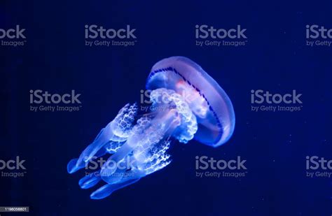  Rhizostoma pulmo: Jellyfish with Pulsating Bells and Tentacles That Can Entangle Even the Boldest Fish!