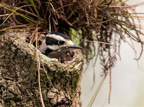  นก Woodpecker ตัวเล็กแต่เก่ง! สร้างรังและค้นหาอาหารด้วยทักษะการตอกที่เหนือชั้น