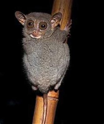  Tarsier! Discover This Tiny Nocturnal Primate with Giant Eyes that Can Rotate 180 Degrees