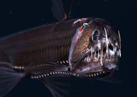  VIPERFISH:  A Deep-Sea Dweller That Glows in the Dark With Tentacles That Could Rival Medusa!