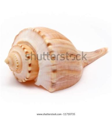  Whelk: Discover the Spiral-Shelled Master of Camouflage and Ambush!