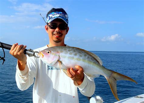  Yellowtail Snapper:  A Fish That Knows How To Rock A Reef And Feast Like A King!