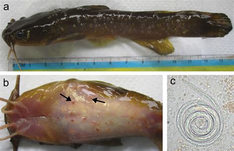  Zygocotyle  พบปรสิตตัวอ่อนในลำไส้ของปลา! 